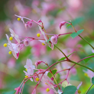 Begonia grandis, hardy begonia